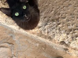 Verantwortungsvolle, zuverlässige und liebevolleTiersitterin  Bild 6