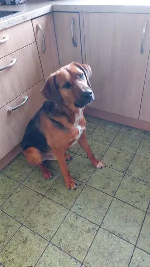 Verantwortungsvolle, zuverlässige und liebevolleTiersitterin  Bild 2