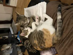 Verantwortungsvolle, zuverlässige und liebevolleTiersitterin  Bild 10