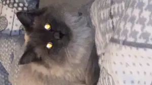 Verantwortungsvolle, zuverlässige und liebevolleTiersitterin  Bild 9