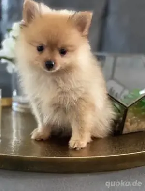 Schöne pomeranian Welpen
