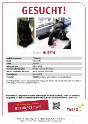 Ich suche meine Katze 