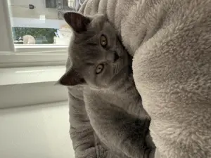 BKH Kitten   grau   männlich   ab 10.06. abgabebereit