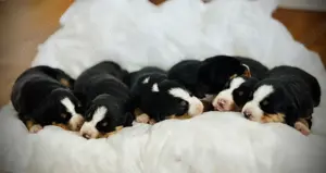 Appenzeller Sennenhund Welpen