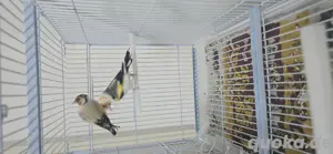 Vögel abzugeben 