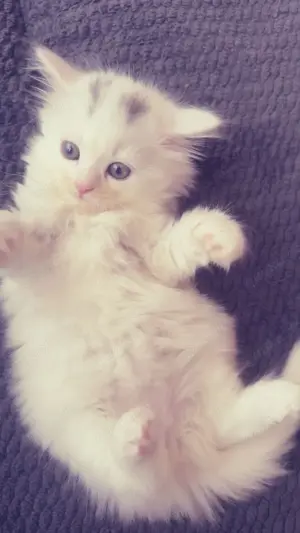 Kitten suchen neue familie