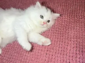 Schöne kitten