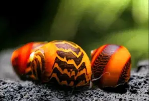 Rote Rennschnecke - Neritina (Vittina) waigiensis - Algenfresser