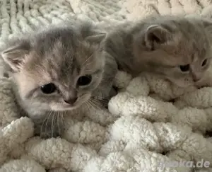 Bkh Babykatze Britische Zuckersüße Katzenbaby 