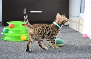 KOSTENLOS Bengal katzen Zuhause