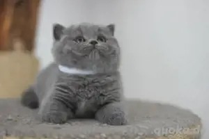 BKH  katzen Zuhause