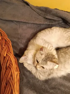 BKH-Kitten, reinrassig Bild 7