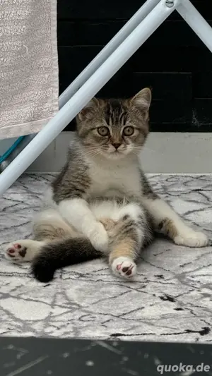BKH Kitten Katzenbaby britisch kurzhaar Bild 4