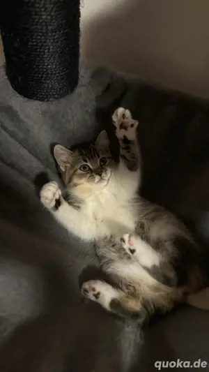 BKH Kitten Katzenbaby britisch kurzhaar Bild 1