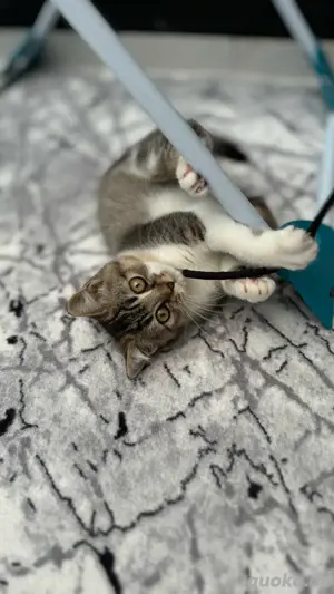 BKH Kitten Katzenbaby britisch kurzhaar Bild 3