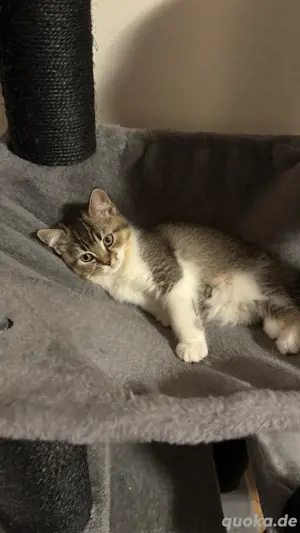 BKH Kitten Katzenbaby britisch kurzhaar Bild 5