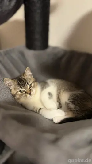 BKH Kitten Katzenbaby britisch kurzhaar Bild 2