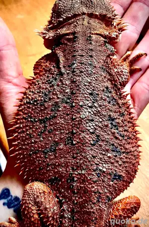 Half Red Monster het Hypotrans weibliche Bartagame (pogona vitticeps) Bild 3
