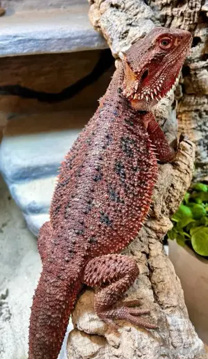 Half Red Monster het Hypotrans weibliche Bartagame (pogona vitticeps) Bild 2