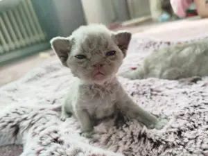 Devon Rex Kitten   Schmusetieger