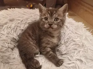 BKH Mix Kitten suchen ab Ende Juni ein neues Zuhause 