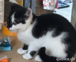baby katzen abzugeben 