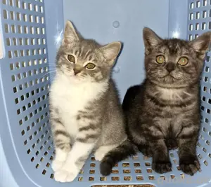 BKH Kitten lieb und verschmust , abgabebereit