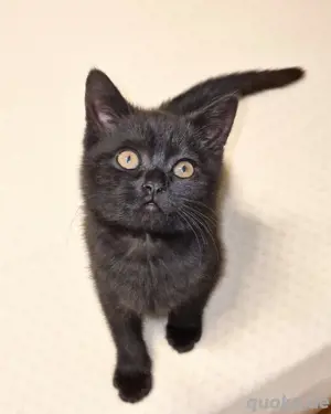 BKH Kitten, 3 Männchen, abgabebereit 