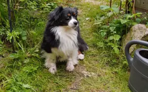 Blair   Liebenswerte Kuschelmaus sucht Zuhause!  Bild 4