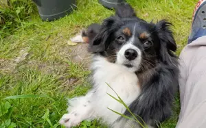 Blair   Liebenswerte Kuschelmaus sucht Zuhause!  Bild 1