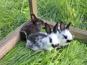 Kaninchen abzugeben