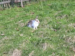 Kaninchen abzugeben Bild 3