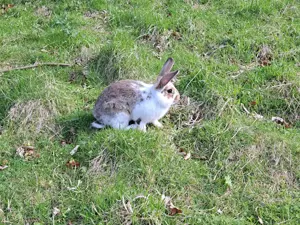 Kaninchen abzugeben Bild 2
