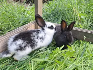 Kaninchen abzugeben Bild 5