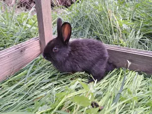 Kaninchen abzugeben Bild 6