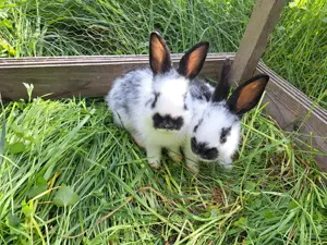 Kaninchen abzugeben Bild 9