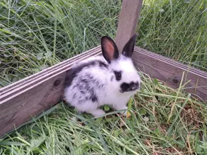 Kaninchen abzugeben Bild 7