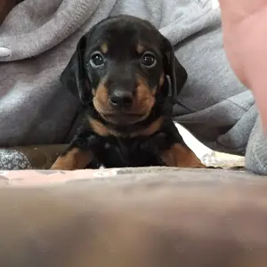 Dackelwelpen Doxie-Pin