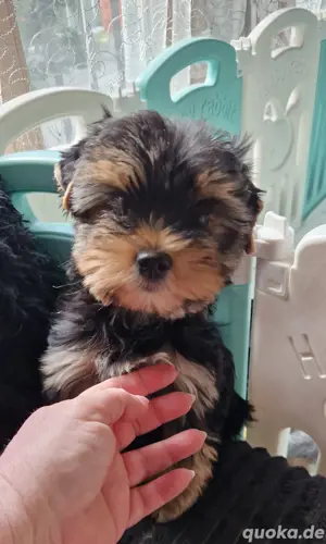 Yorkshire Terrier Welpe Mädchen 