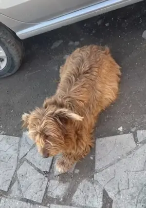 Goldie, möchte endlich ein eigenes Hause Bild 3
