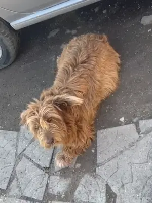 Goldie, möchte endlich ein eigenes Hause Bild 2