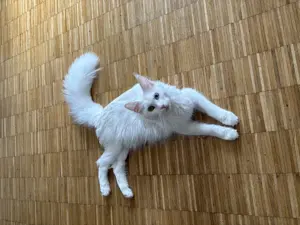 Maine Coon mit einem blauen Auge 