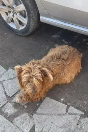 Goldie, möchte endlich ein eigenes Hause Bild 4