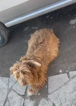 Goldie, möchte endlich ein eigenes Hause Bild 6