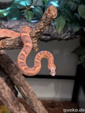 Scaleless Kornnatter Männchen 1.0 Bild 2