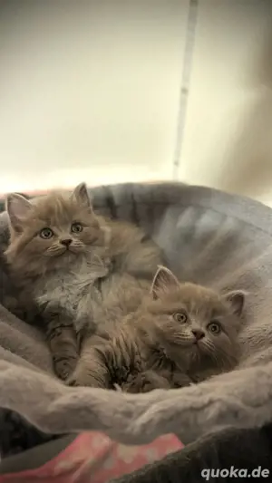 BLH Kitten bkh  Bild 2