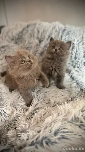 BLH Kitten bkh  Bild 3