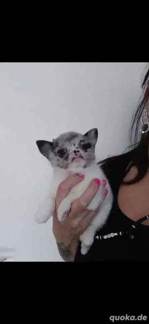 Besondere Fellprägung Merle - schecke  Chihuahua pomchi 