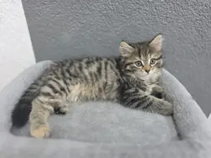 Baby Katze Perser mix