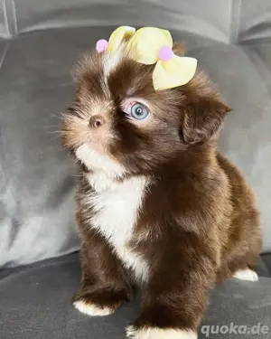 Shih Tzu-Welpen zur Vermittlung verfügbar